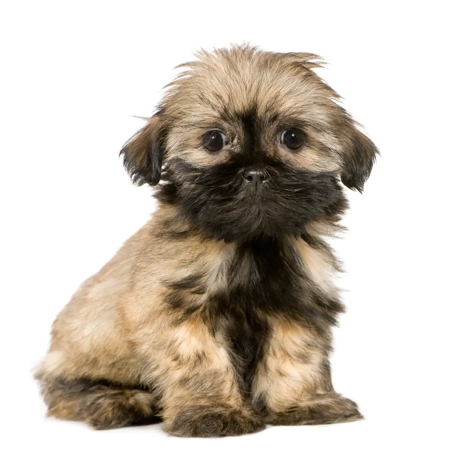 Imagem do filhote de Shih Tzu